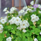 เดอะวิสต้า แคมป์